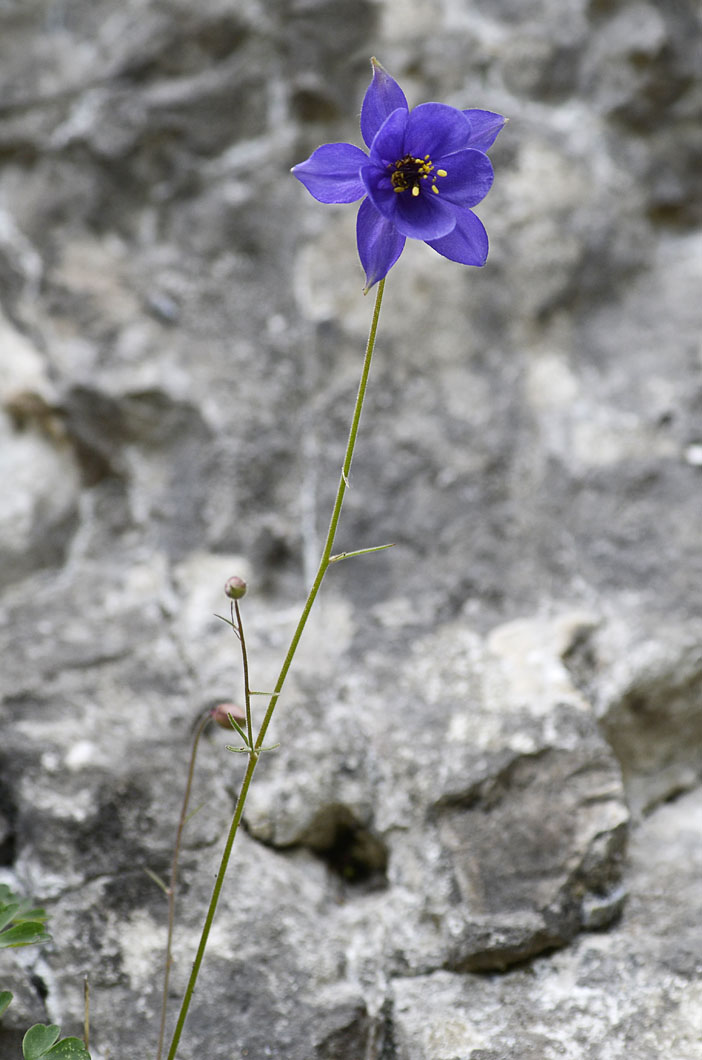 Aquilegia einseleana / Aquilegia di Einsele